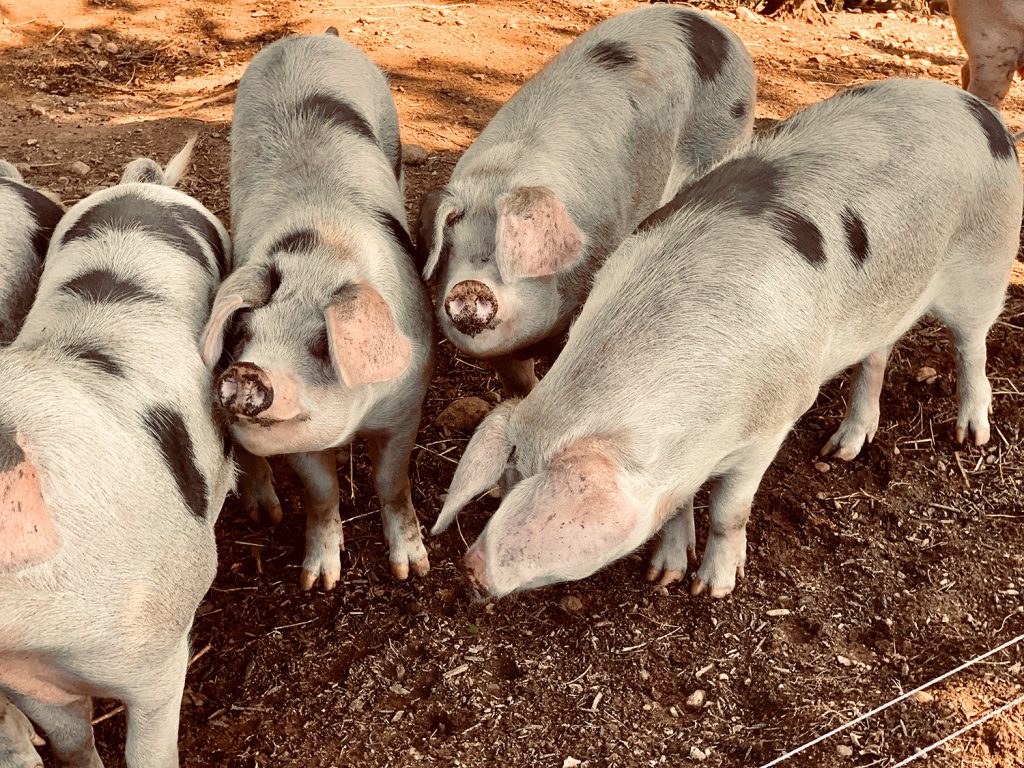 gloucestershire old spots pigs for sale at Baldwin brook farm connecticut